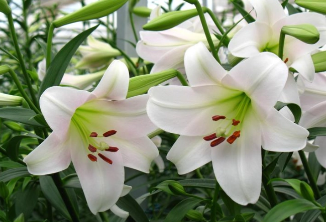 百合狗聞到：狗狗嗅覺反應與安全防護全指南