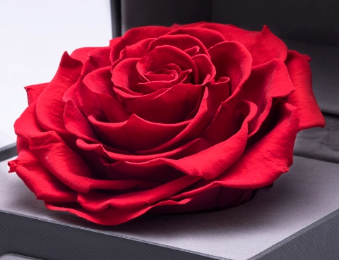 永生花保養 永生花保養