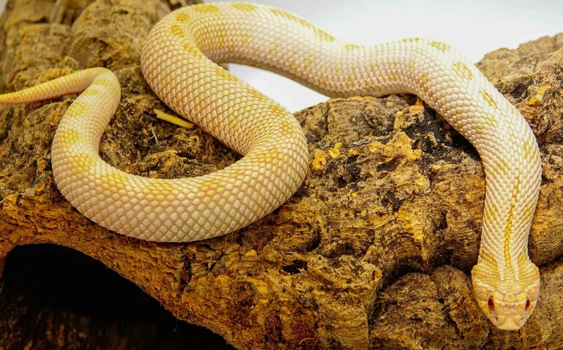 夢境解析左手被咬