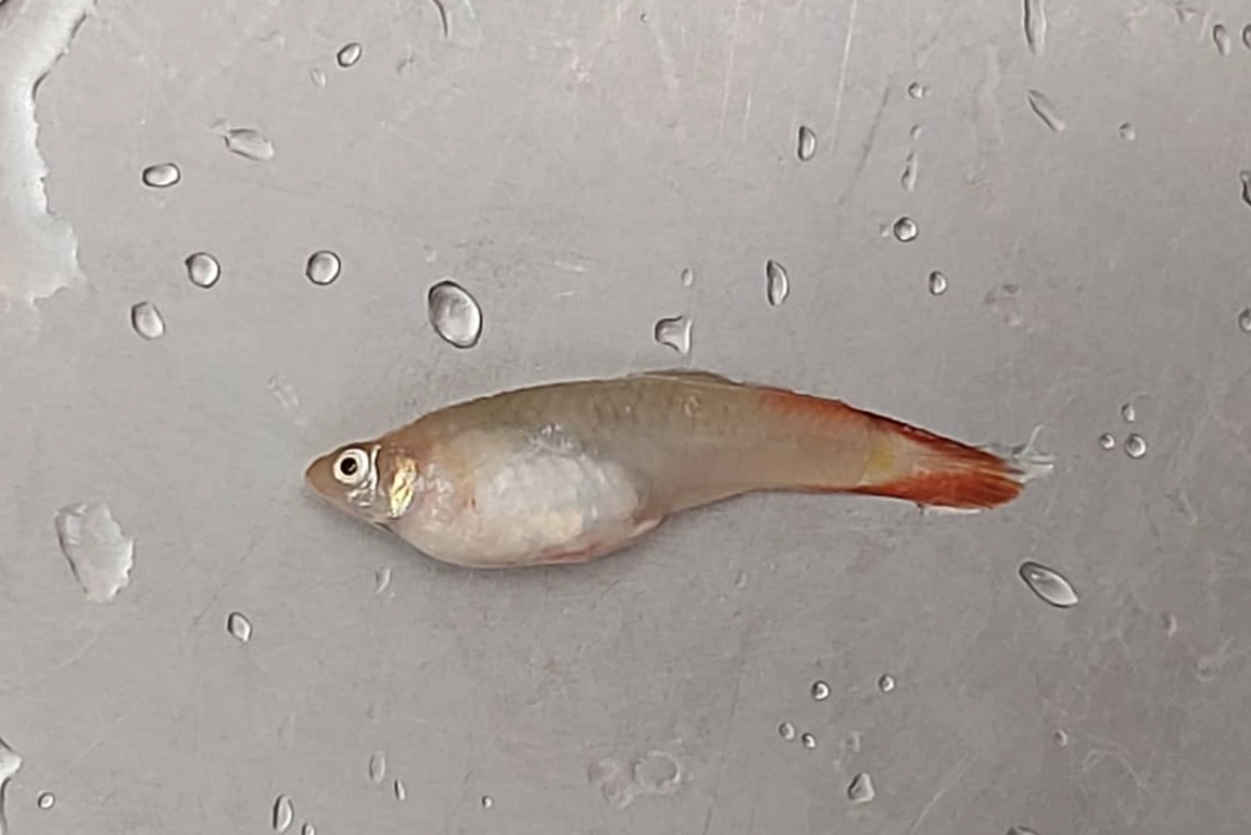 魚缸魚死了 魚缸魚死了