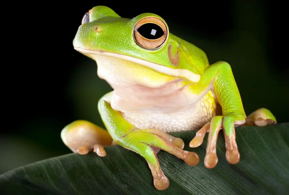 夢境能量轉化 夢境能量轉化