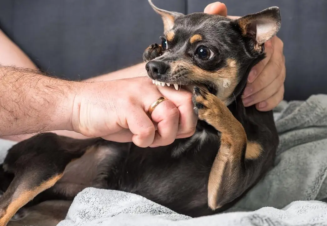狗咬手夢境解析 狗咬手夢境解析