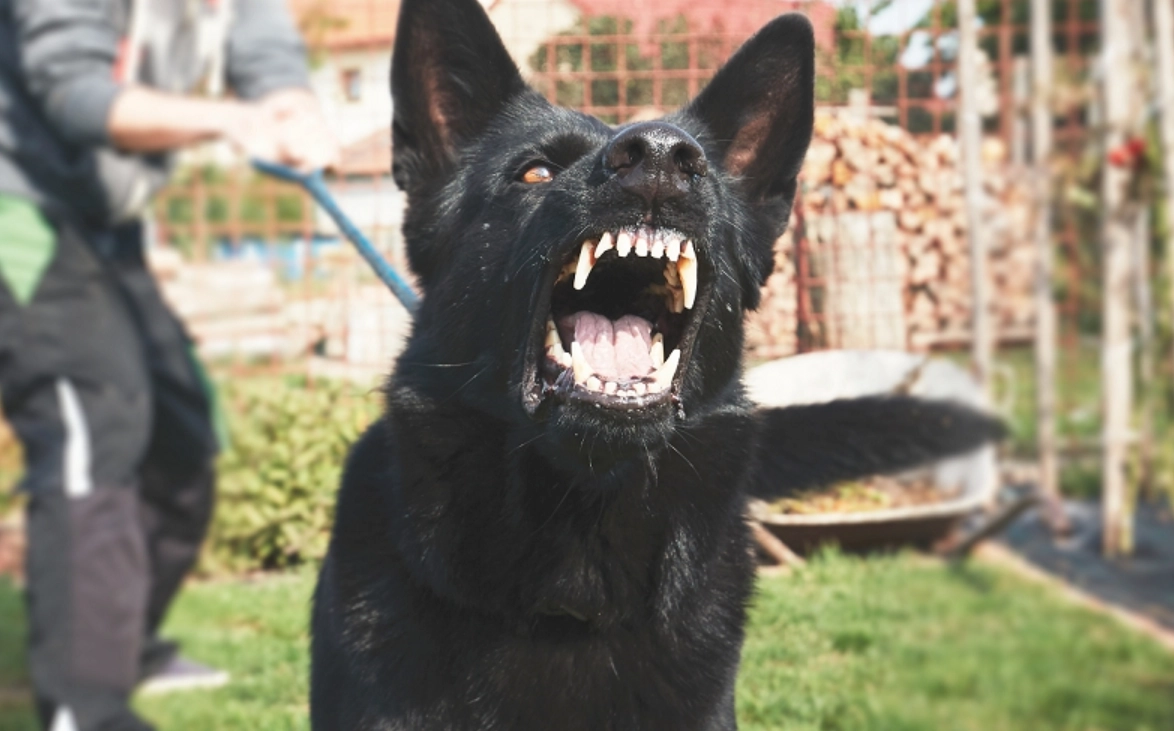 黑狗夢境 心理分析