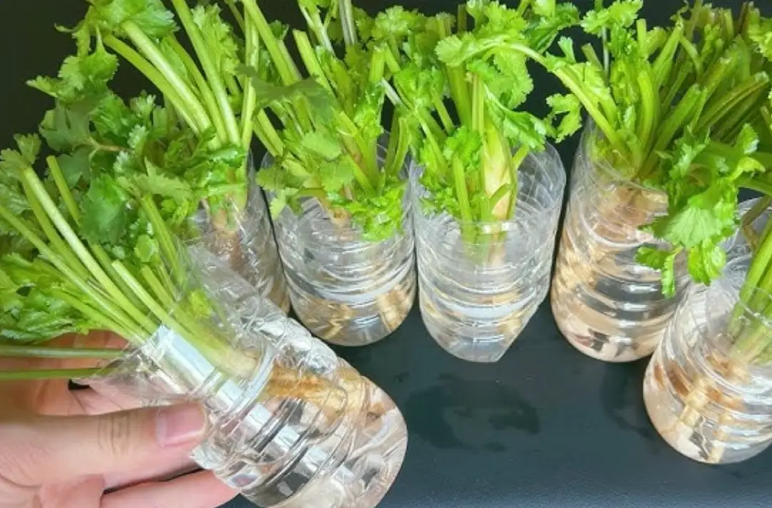 避免爛根 避免爛根