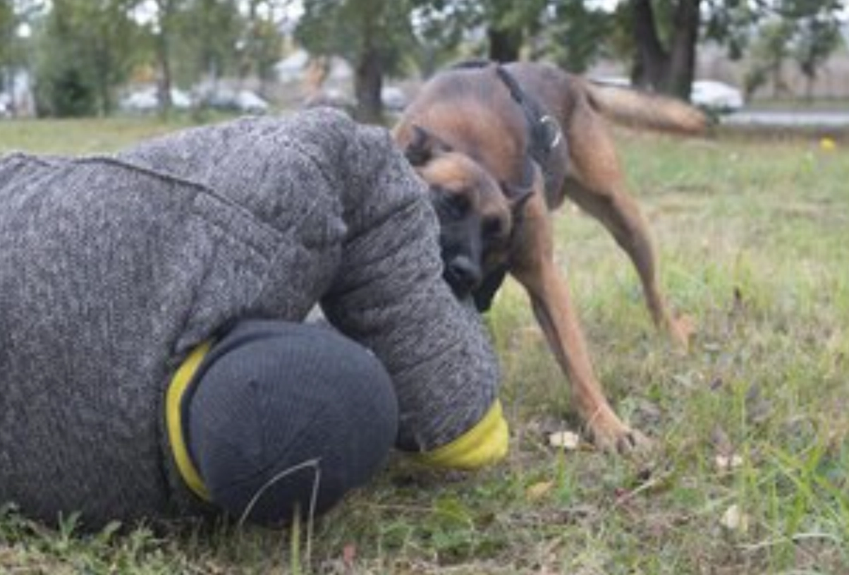 夢見被狗咬手臂 意思