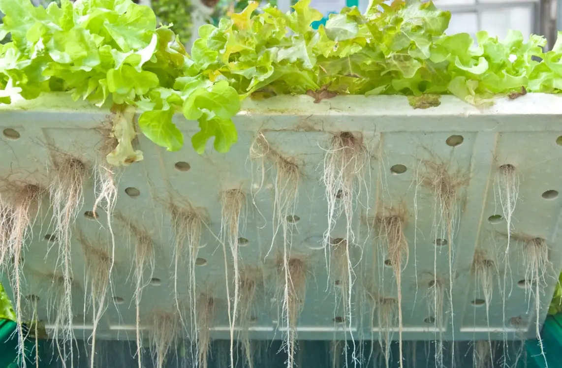 水根護理終極指南：避免爛根、促進植物健康生長的實用技巧