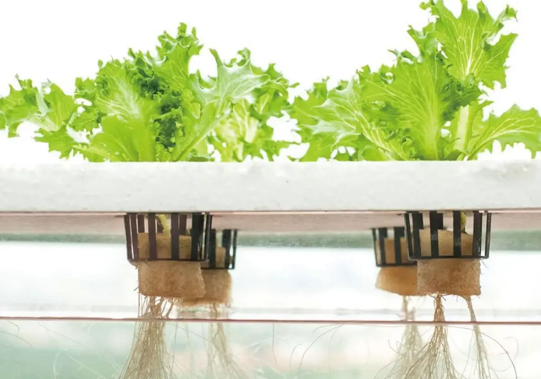 植物根系健康 植物根系健康