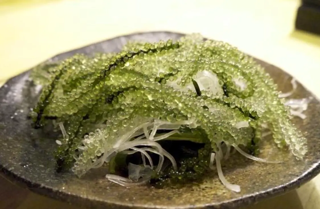 海葡萄料理 海葡萄料理