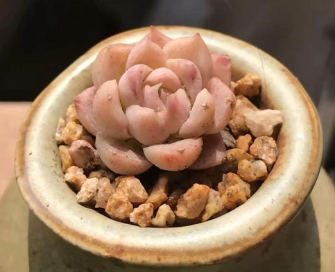 多肉澆水過多 多肉澆水過多