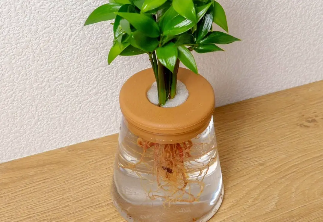 避免爛根 避免爛根