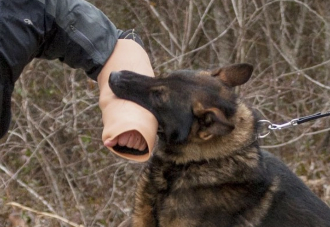 夢見被狗咬 周公解夢