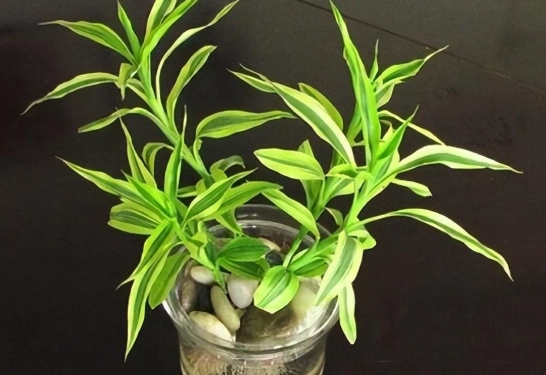 室內水耕植物 室內水耕植物