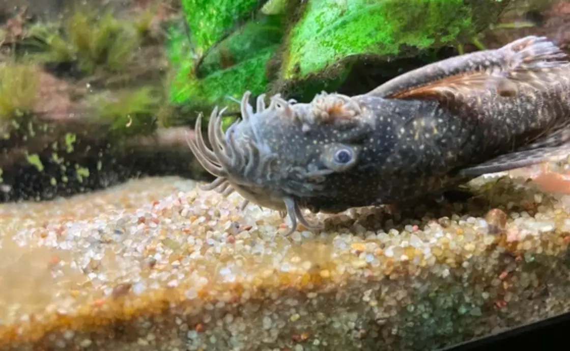 魚缸魚死了 魚缸魚死了