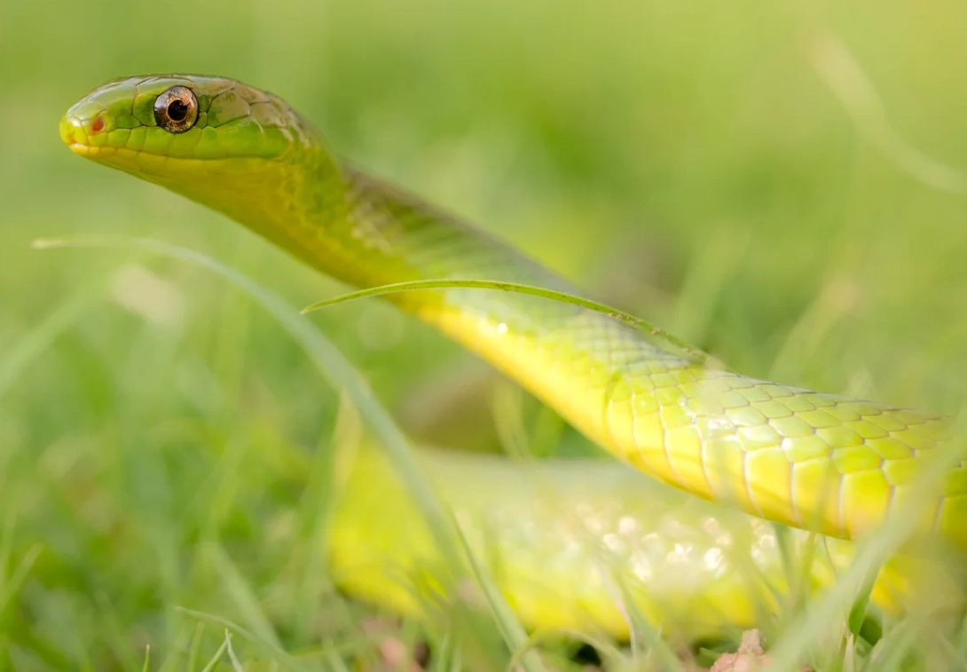 右腳被蛇咬 夢境解析