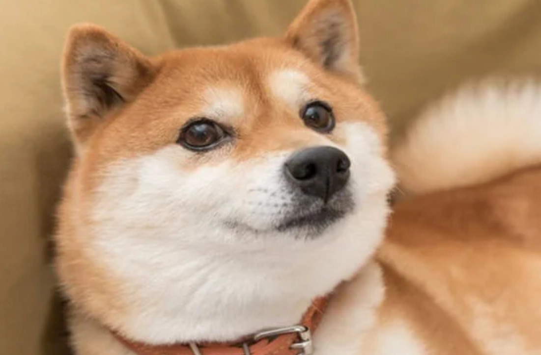 夢到被狗咬 健康 夢到被狗咬 健康