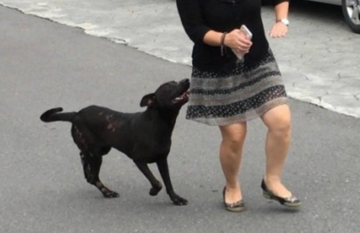 夢到被黑狗追 解夢