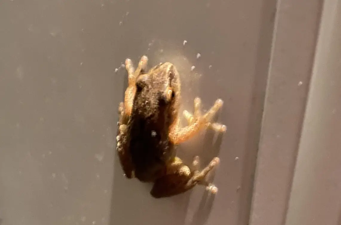 夢見青蛙入屋含義 夢見青蛙入屋含義