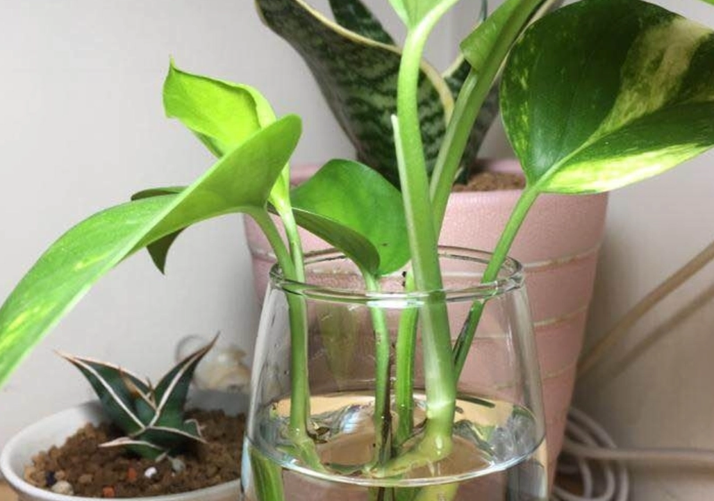 水耕液配方計算 水耕液配方計算