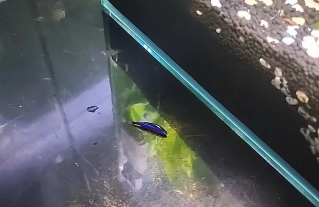 夢到魚缸魚跳出來？養魚十年的我，從迷信解讀到實用預防指南