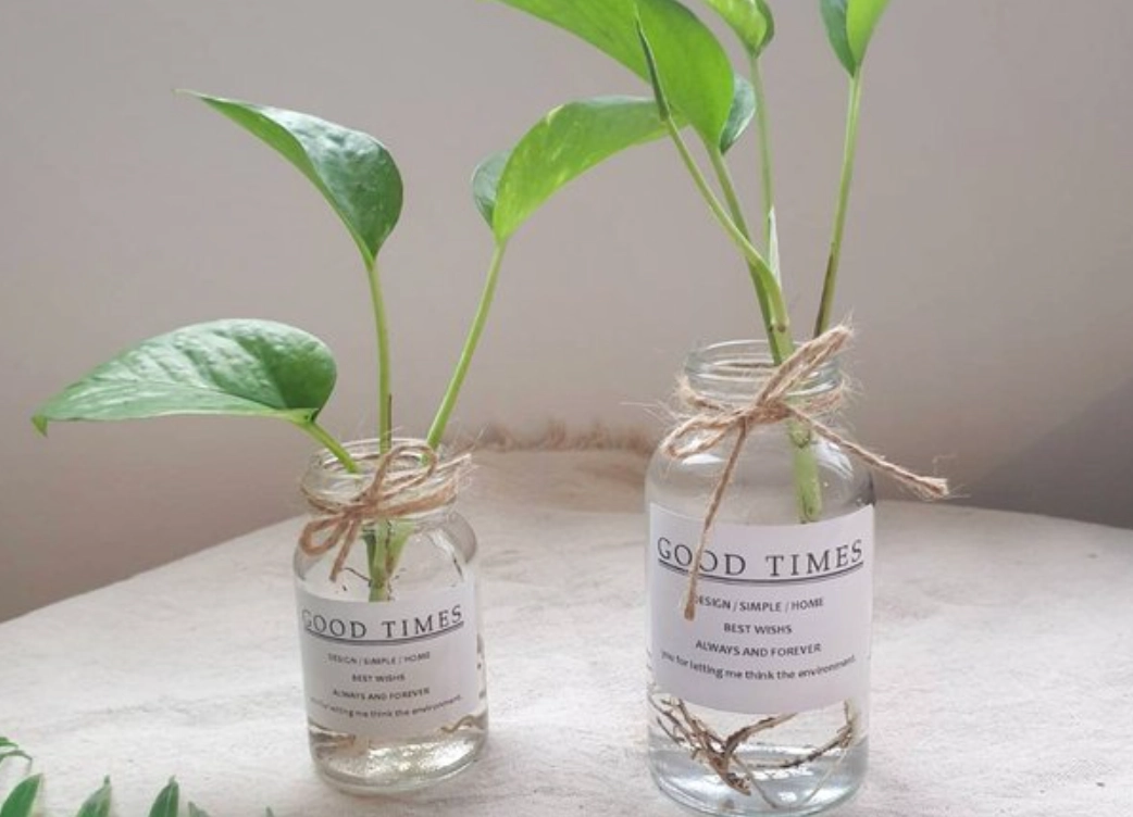 水耕營養液自製配方 水耕營養液自製配方