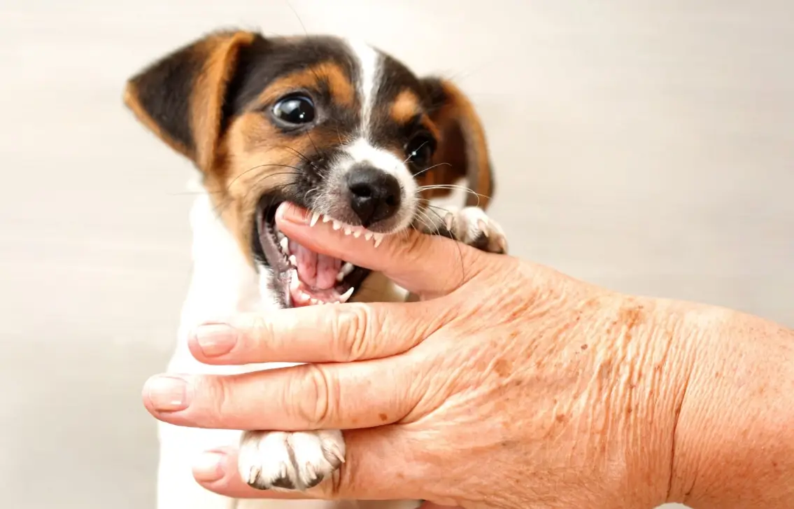 夢境心理學 夢境心理學