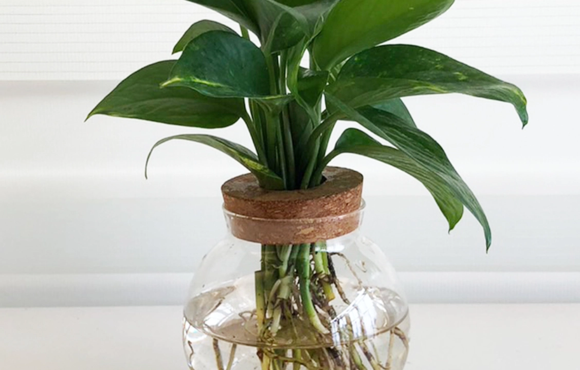 水耕液配方計算 水耕液配方計算