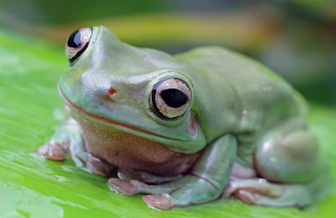 夢見青蛙解析 夢見青蛙解析