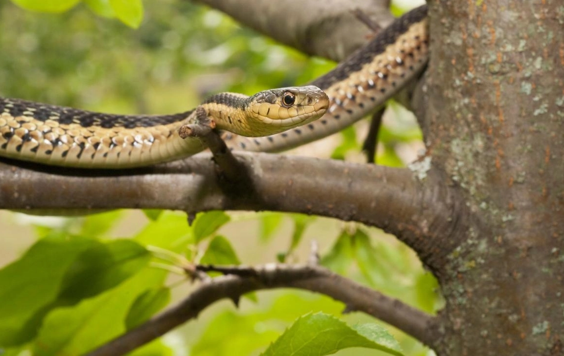 蛇咬手夢境解析