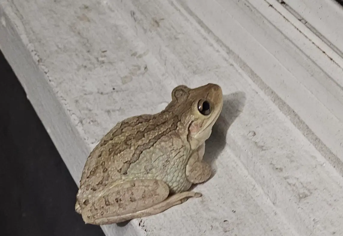 周公解夢青蛙 周公解夢青蛙