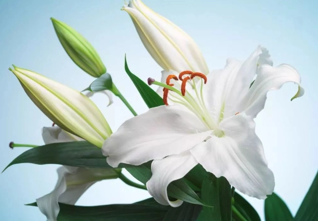 狗狗聞百合 狗狗聞百合