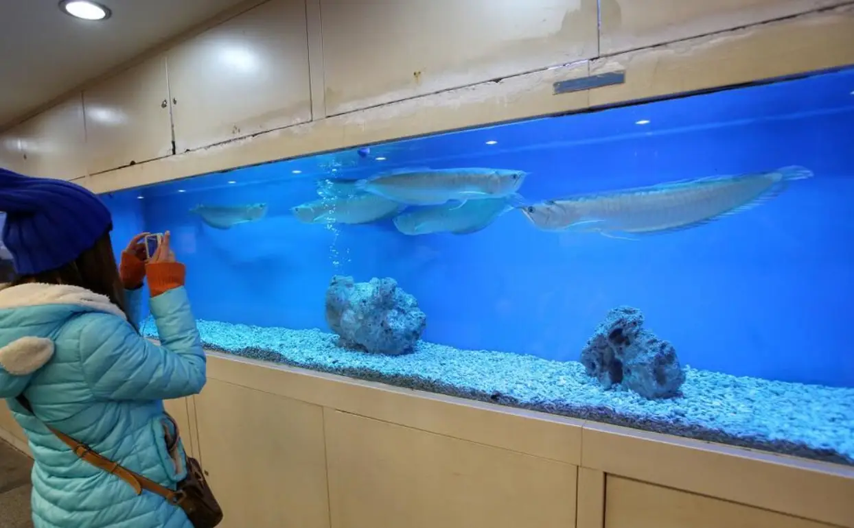 夢見魚缸有大魚：解夢意義與飼養大型觀賞魚實用指南