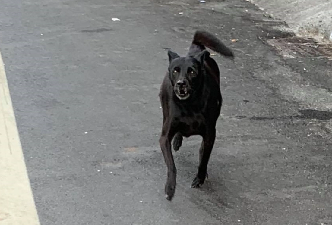 黑狗夢境 心理分析