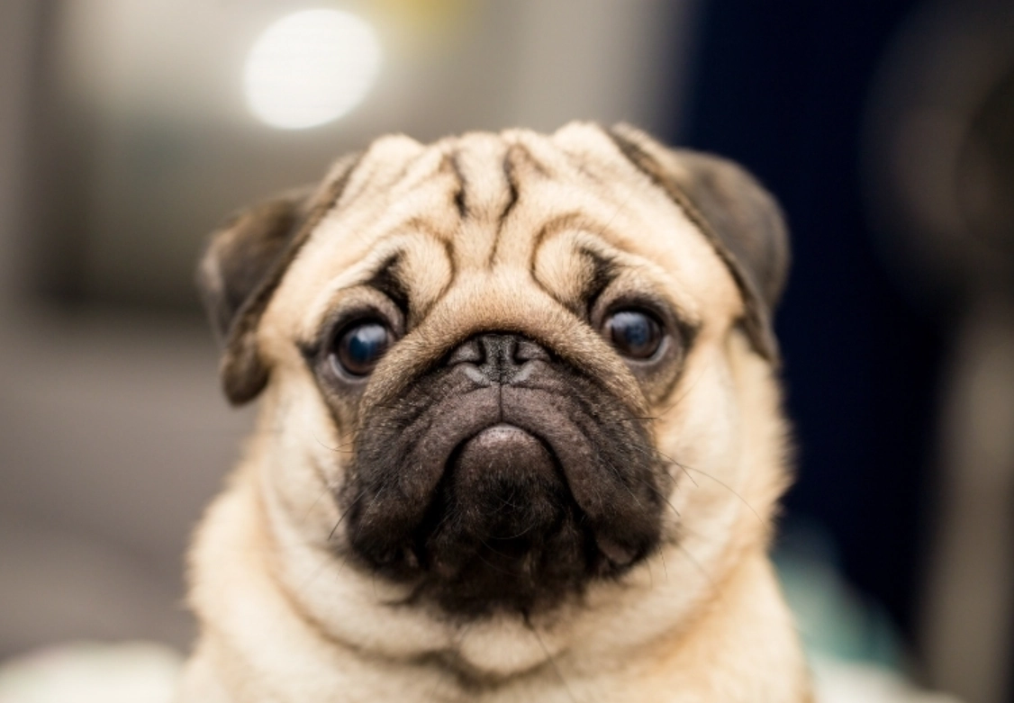 夢到被狗咬屁股？解析背後壓力、人際與健康警訊