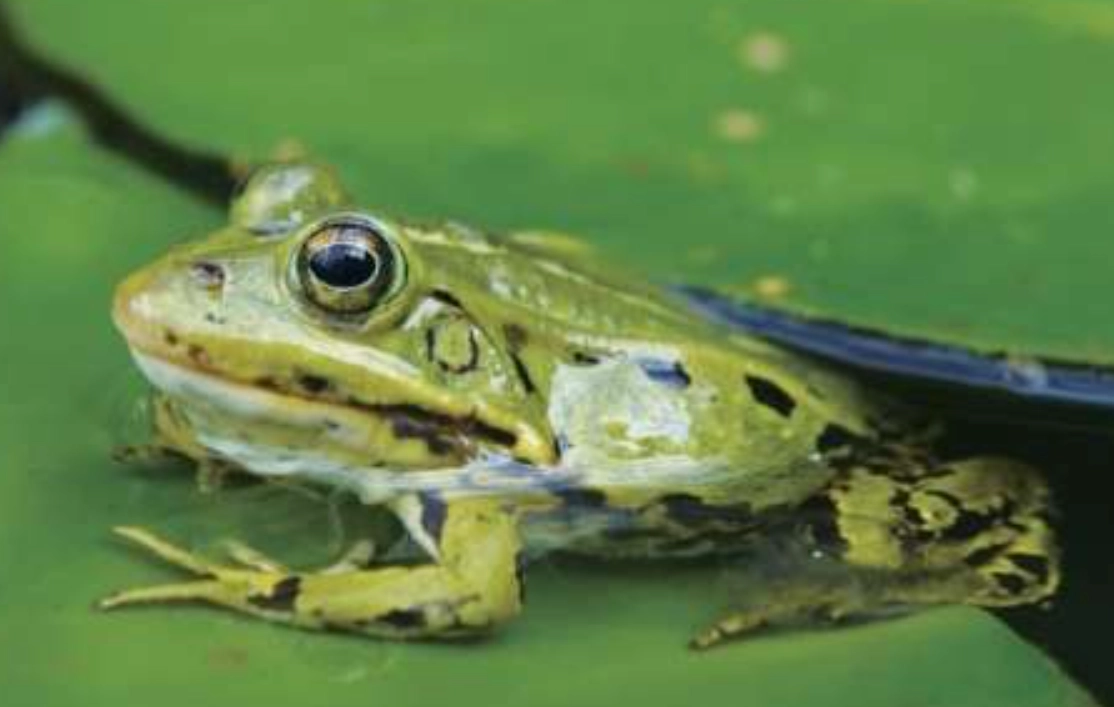 夢見青蛙解析 夢見青蛙解析