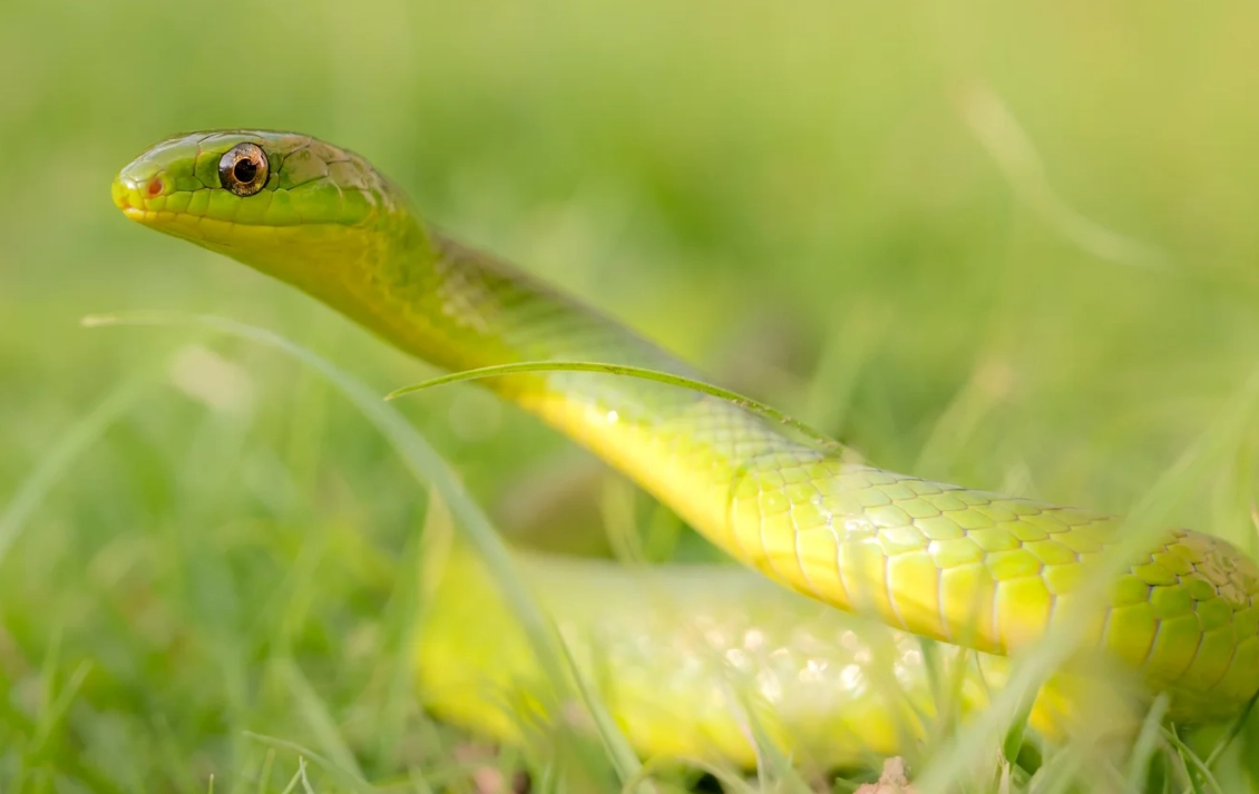 夢見被蛇咬手指？解夢師教你分析潛意識裡的壓力與轉機