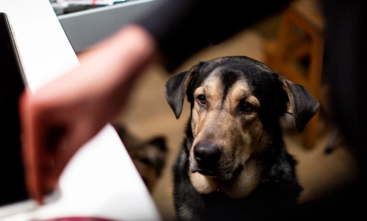 狗不能吃的食物