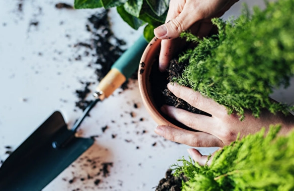 盆栽換盆完整指南：時機、步驟與常見錯誤解析