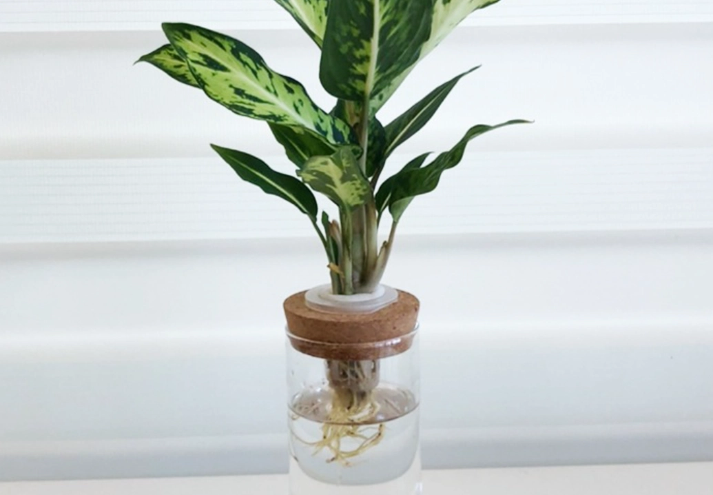 水根護理 水根護理