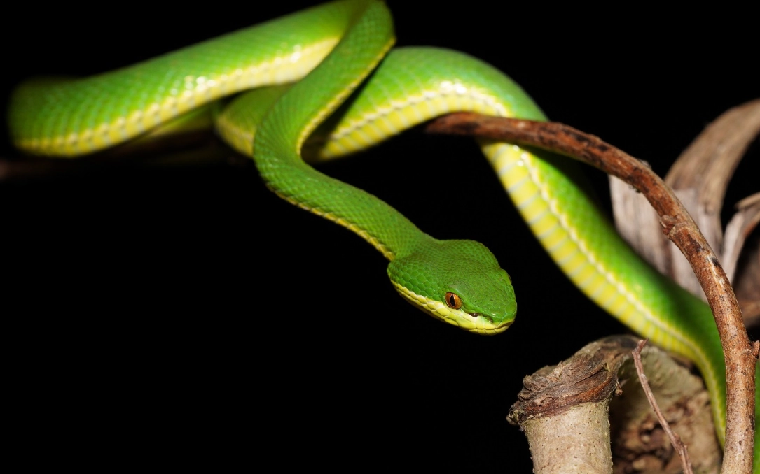 蛇咬手夢境解析