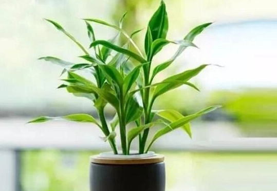 水培富貴竹完整指南：新手必學的零失敗室內綠植養護法