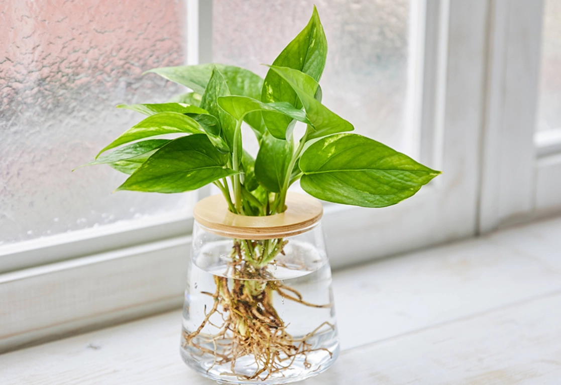 DIY水耕液比例 DIY水耕液比例