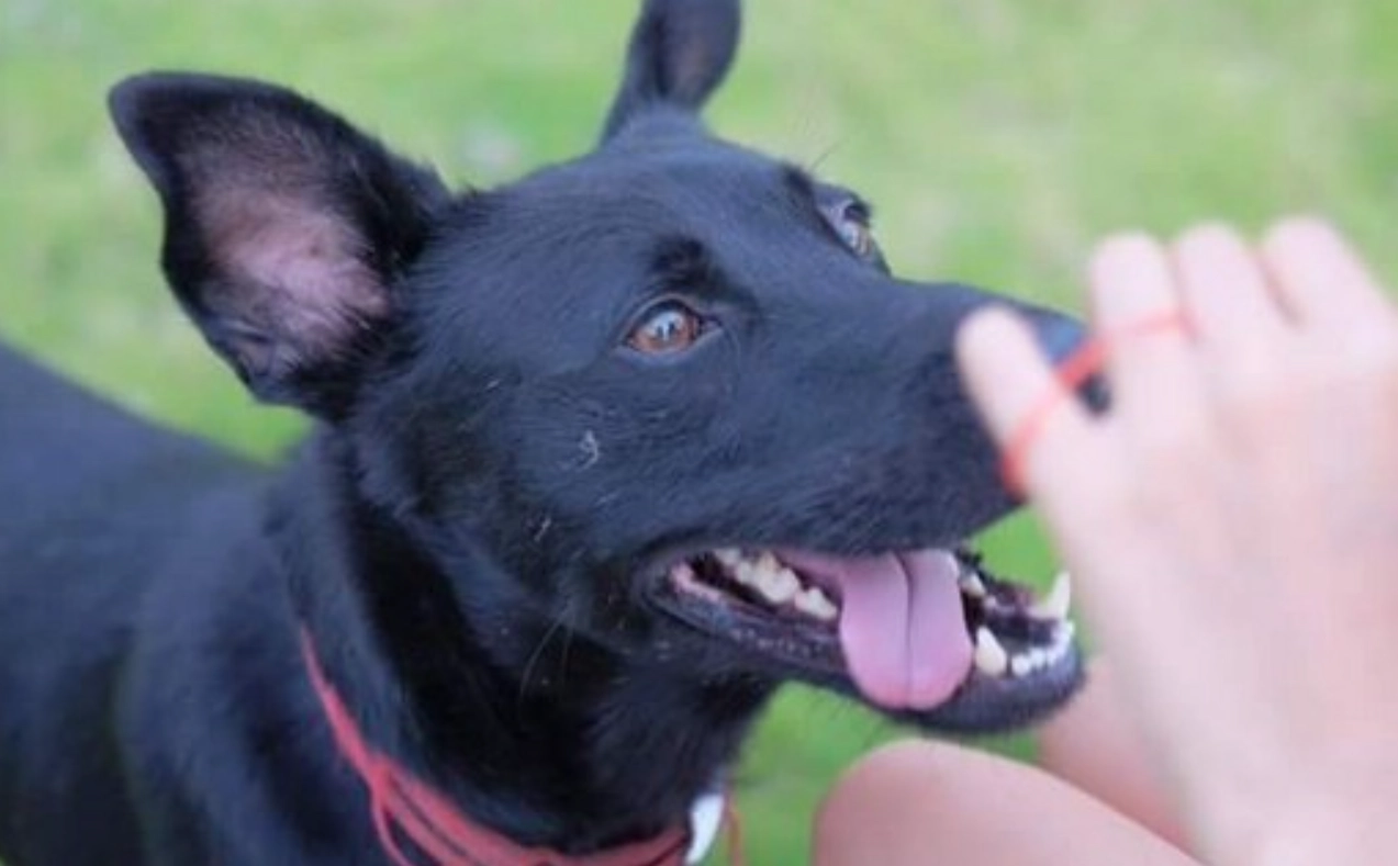 被狗咬夢境心理學