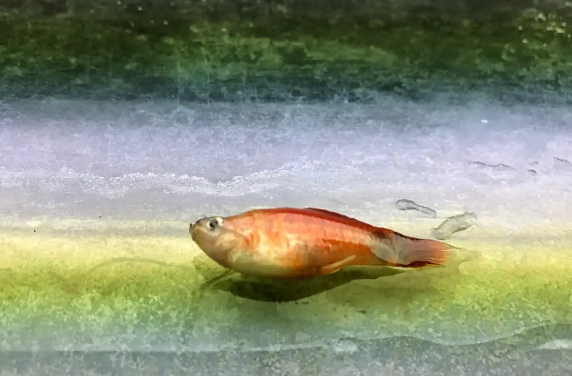 夢見魚缸魚死了？可能是你的魚缸在求救！