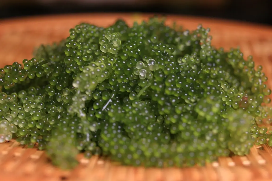 海葡萄怎麼煮？完整料理指南與5道簡單食譜