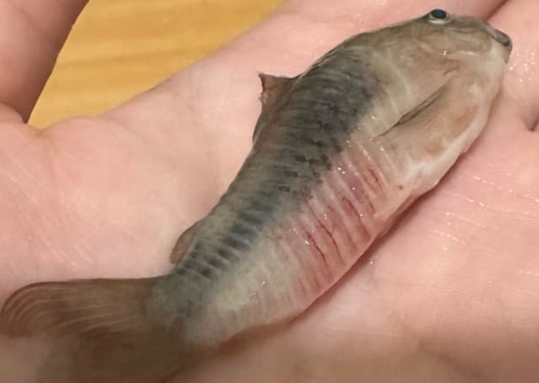 養魚注意事項 養魚注意事項