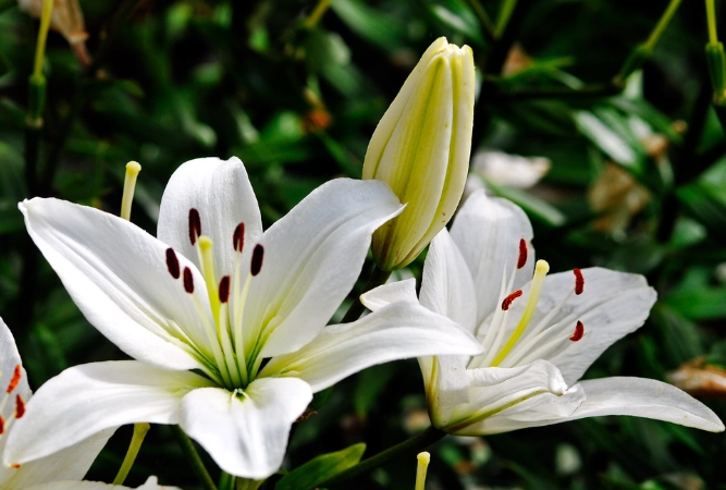 寵物狗中毒預防 寵物狗中毒預防