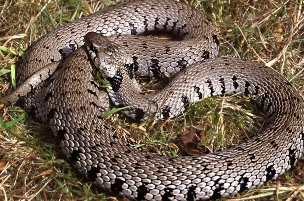 夢見被蛇咬手解夢全指南：心理意義、常見情境與實用應對