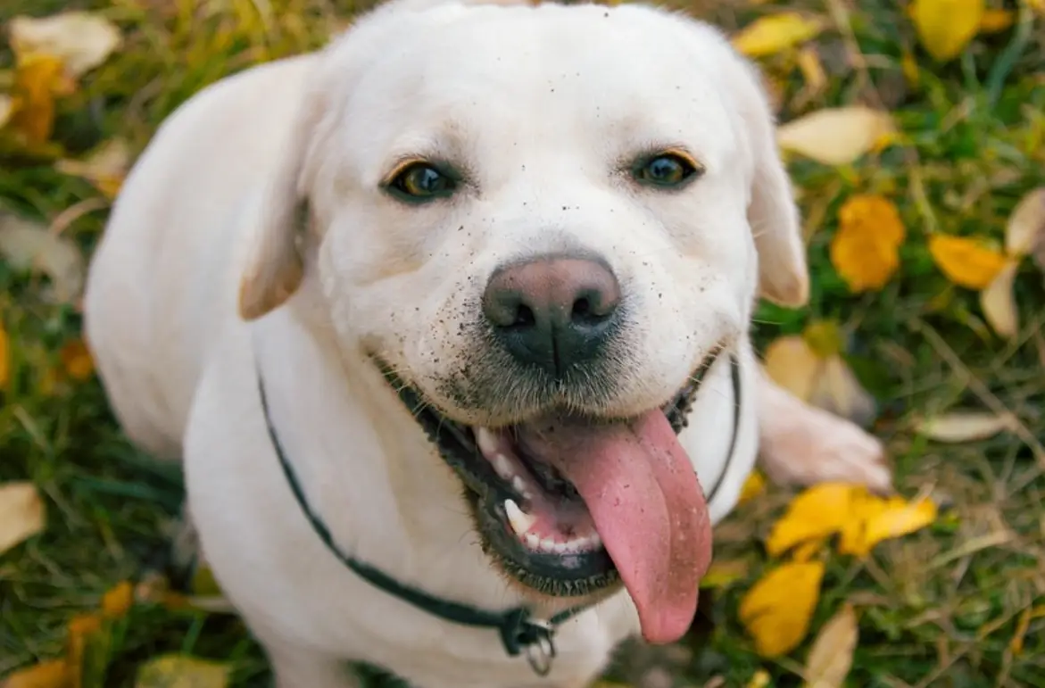 夢到被狗咬屁股 心理學 夢到被狗咬屁股 心理學