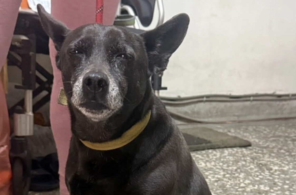 被狗咬夢境心理學