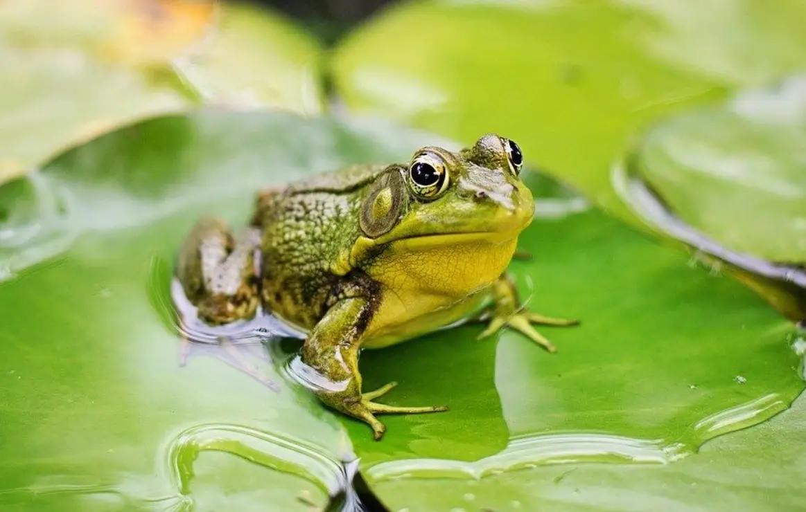 夢境能量轉化 夢境能量轉化